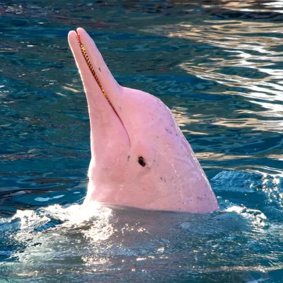 Pink dolphin