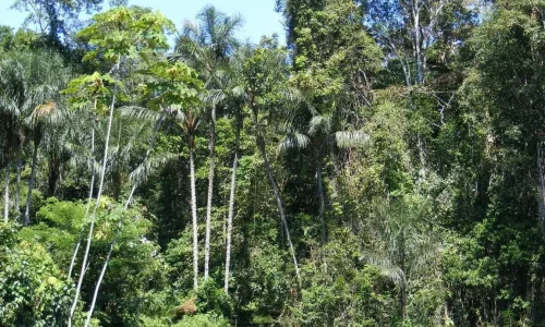 Amazon Forest