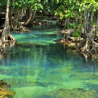 Mangroves La Boquilla